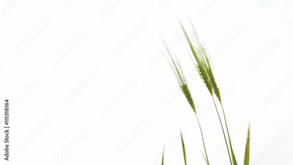 Green wheat ears under cloudy sky Green wheat ears under cloudy sky