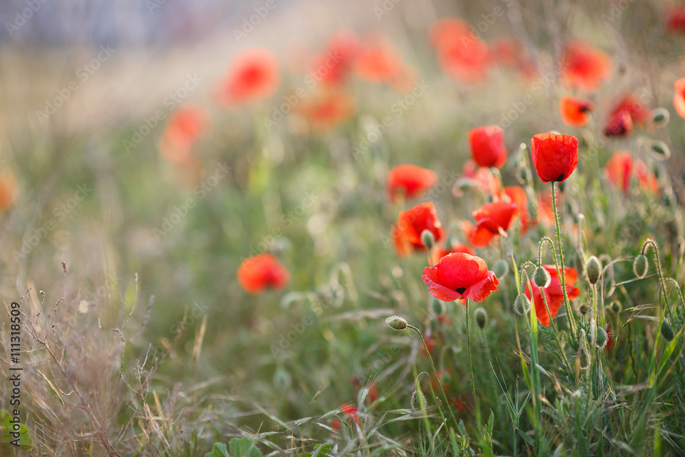 Wild flowers field of red poppies on a green meadow, flowers on slender green stalks proudly look to the sky and not disclosed plump green buds, with their heads down looking at the green grass Wild flowers field of red poppies on a green meadow, flowers on slender green stalks proudly look to the sky and not disclosed plump green buds, with their heads down looking at the green grass