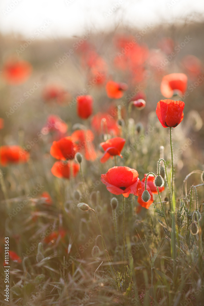 Naklejka premium Wild flowers field of red poppies on a green meadow, flowers on slender green stalks proudly look to the sky and not disclosed plump green buds, with their heads down looking at the green grass