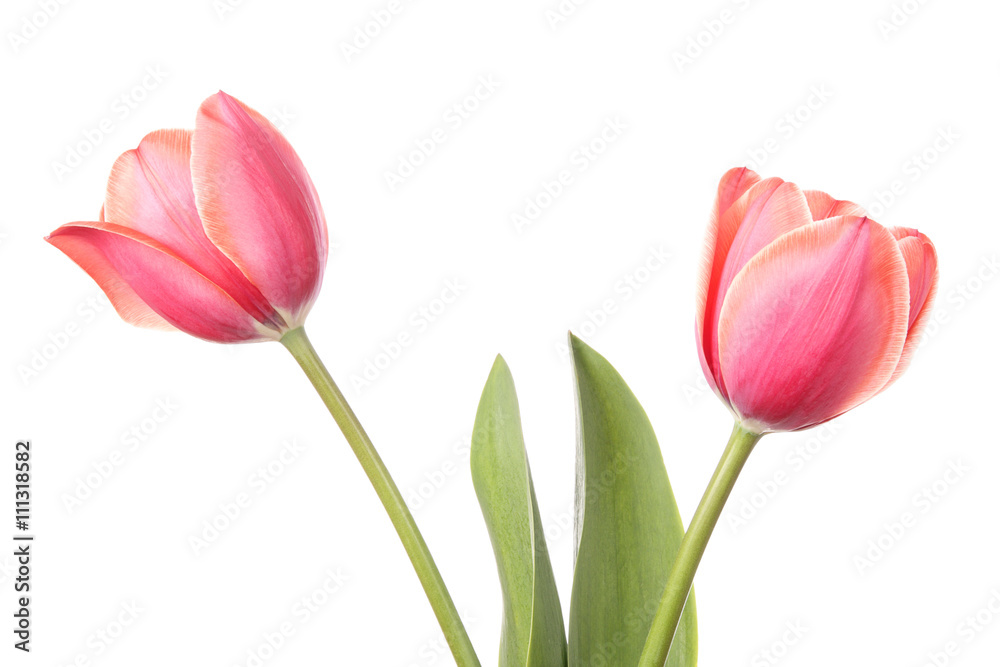 Naklejka premium Tulipany