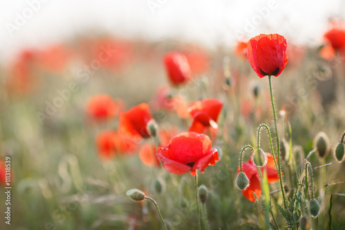 Fototapeta Naklejka Na Ścianę i Meble -  Wild flowers field of red poppies on a green meadow, flowers on slender green stalks proudly look to the sky and not disclosed plump green buds, with their heads down looking at the green grass