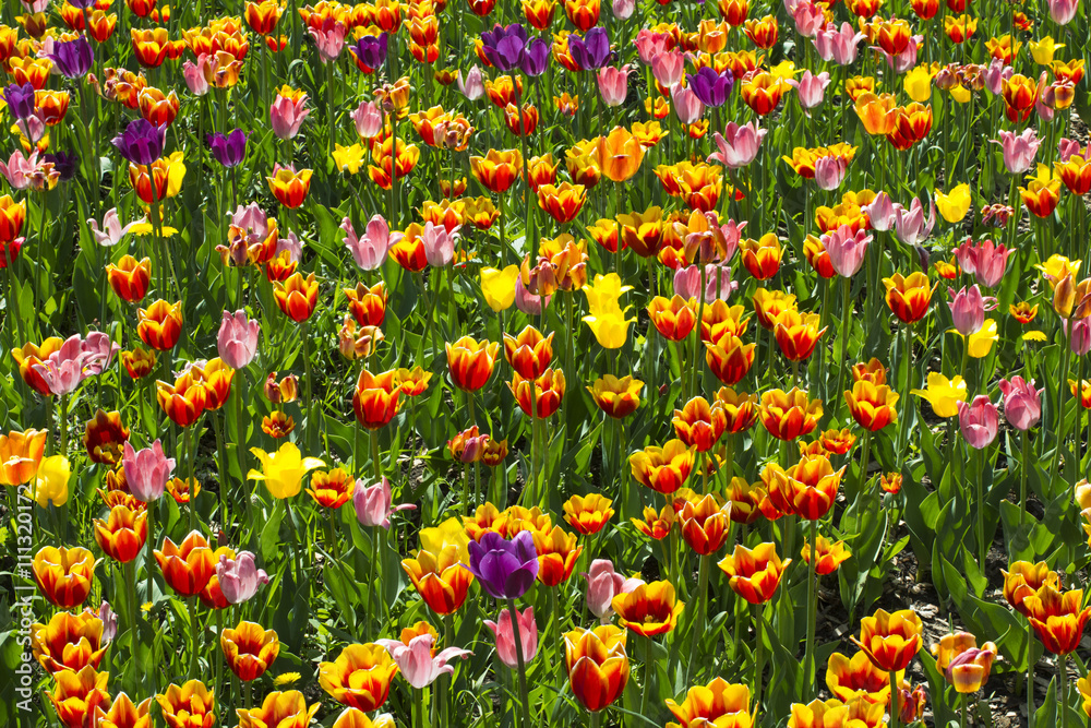 tulip flowers and trees on background in spring. Netherlands, Europe.