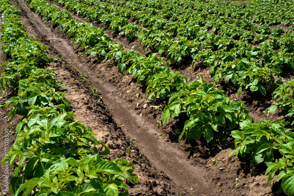 Rows of young potato plants on the field Rows of young potato plants on the field