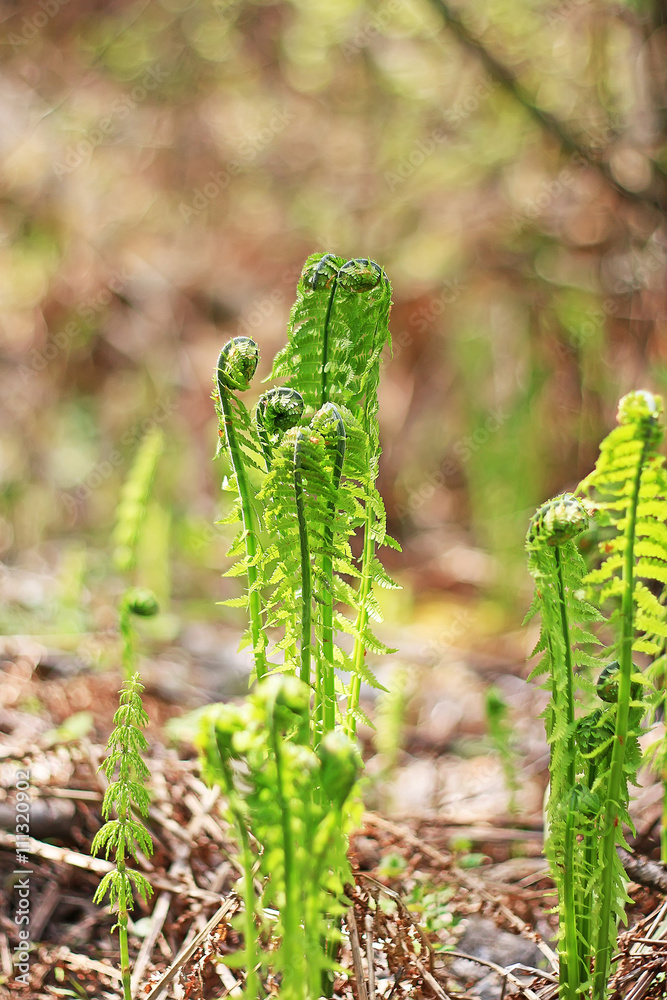 Fototapeta premium Ostrich fern or black saran (Matteuccia struthiopteris)