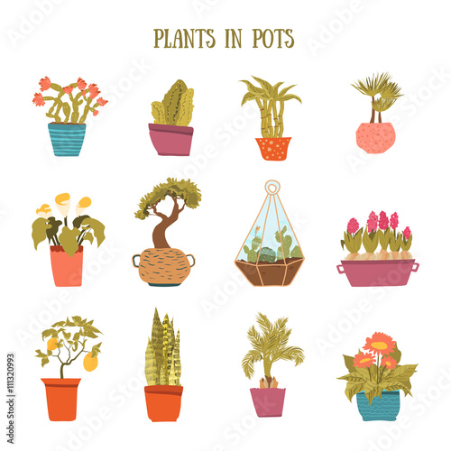 A set of colorful pots of flowers in cartoon style. Cactuses, lemon tree, calla lily, bamboo in pots. Vector illustration