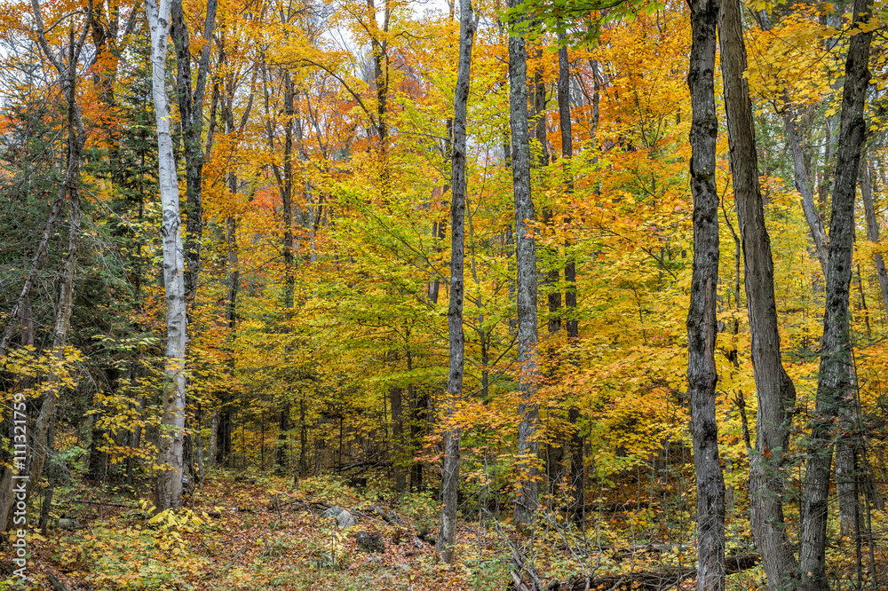 collection of beautiful colorful autumn leaves  green yellow ora