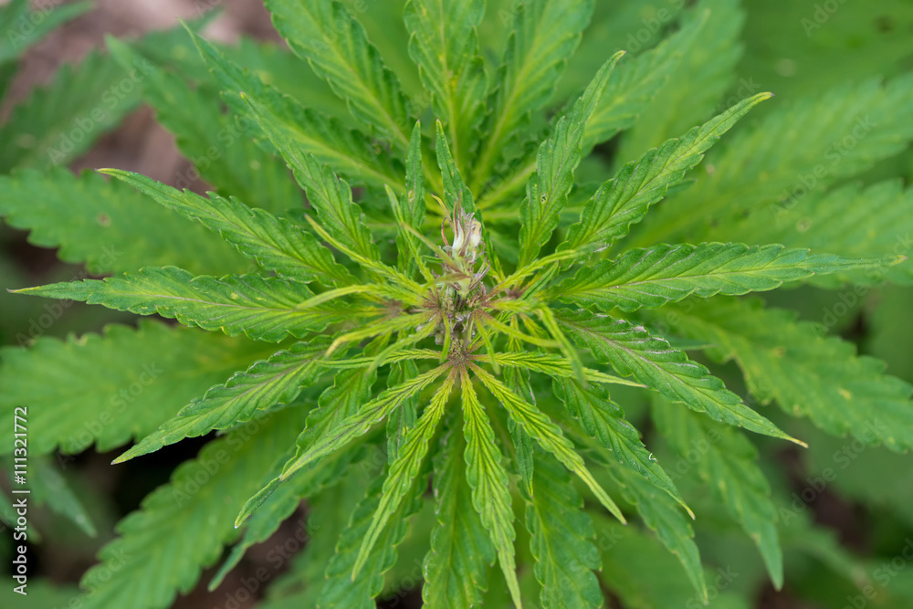Green cannabis plants growing in the field Green cannabis plants growing in the field