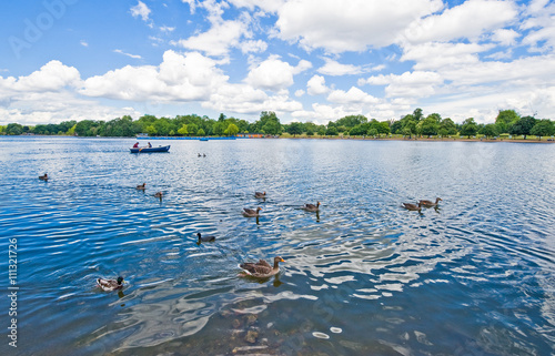 London, England - July 3, 2008: Ducks in  the Hide Park lake