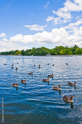 London, ducks in the Hide Park lake