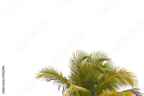 Coconut Tree on white