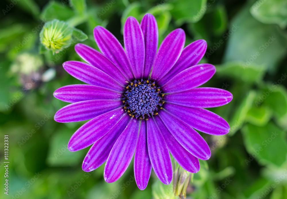 Florist's Mun Florist's Mun