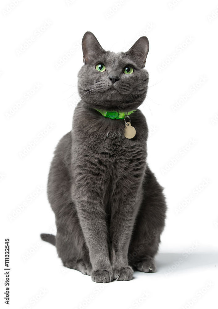 Naklejka premium a beautiful gray cat with green eyes sitting isolated on white background, he looks into the camera, neck green collar with medal