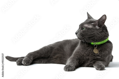 Fototapeta Naklejka Na Ścianę i Meble -  a beautiful gray cat with green eyes lying  isolated on white background, he looks into the camera, neck green collar with medal