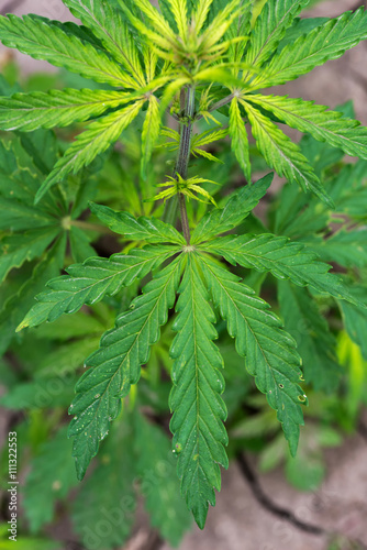 Green cannabis plants growing in the field