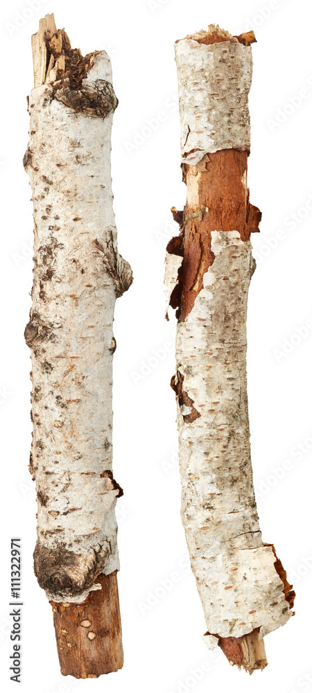 Naklejka premium Birch tree branches