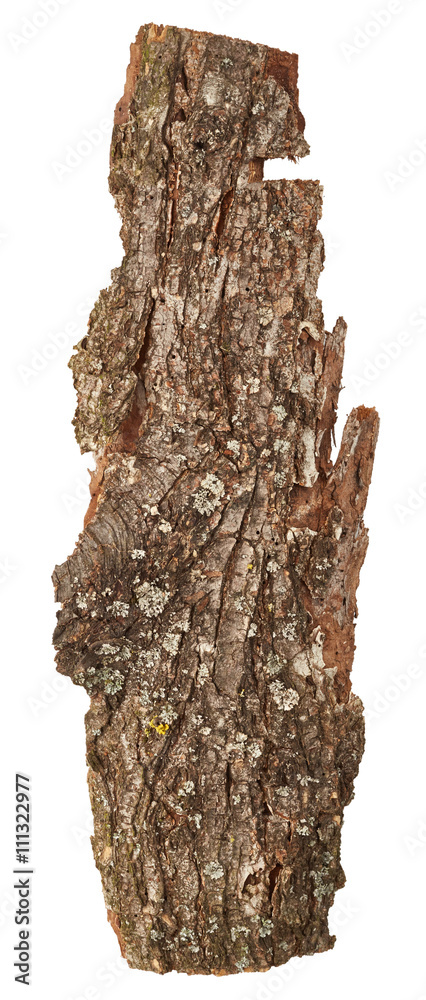 Naklejka premium Bark tree