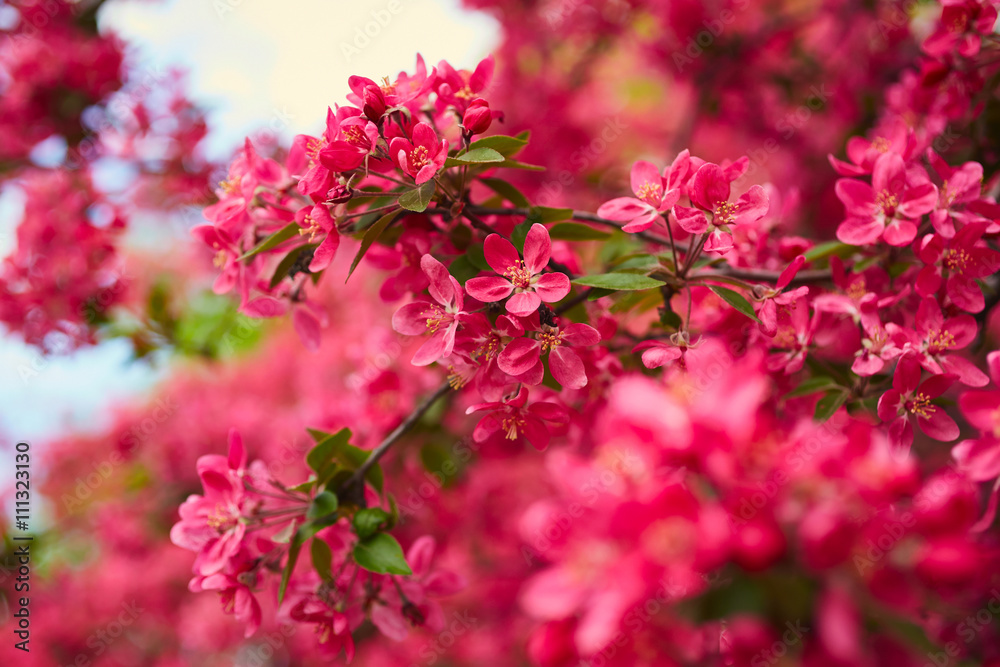 Spring blooming tree Spring blooming tree