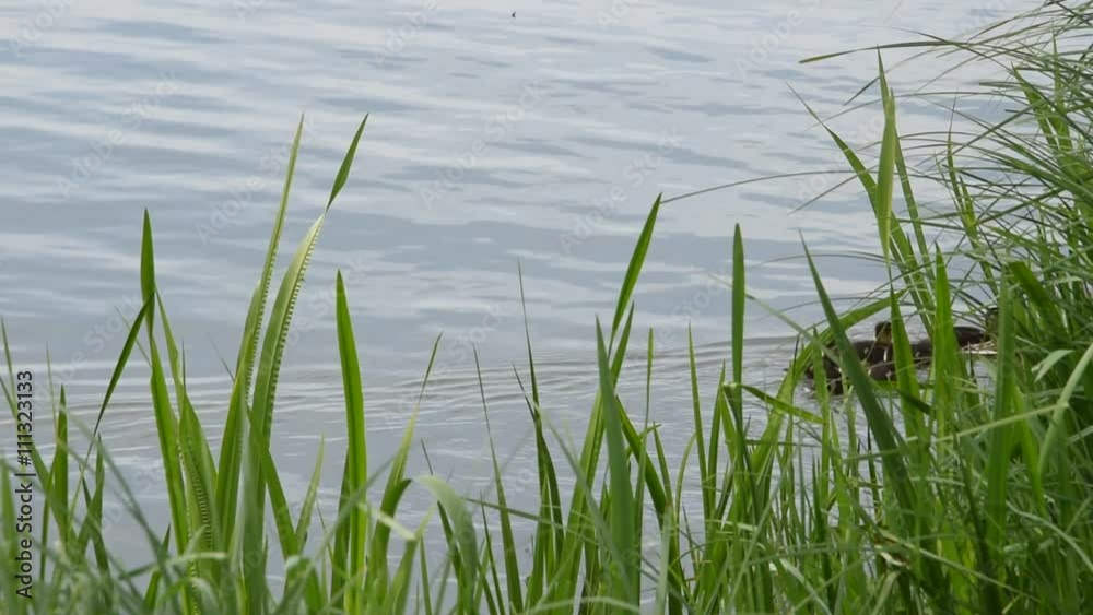 Mother duck with her ducklings Mother duck with her ducklings