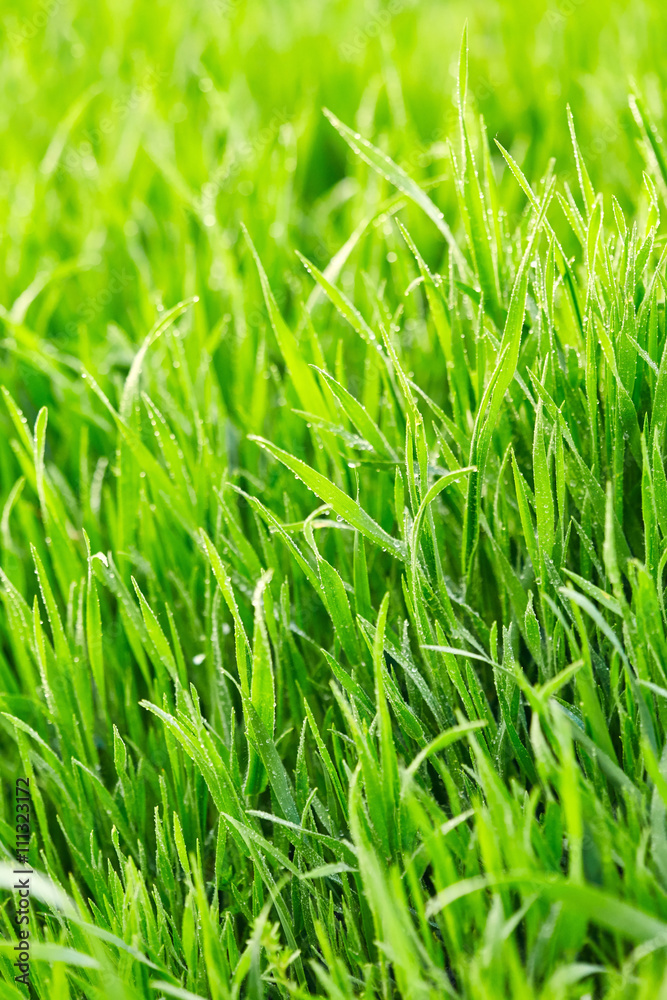 Obraz premium Green grass