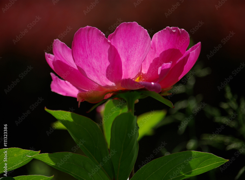 Pivoine rose aux derniers rayons du soleil, Jardin des Plantes Paris Pivoine rose aux derniers rayons du soleil, Jardin des Plantes Paris