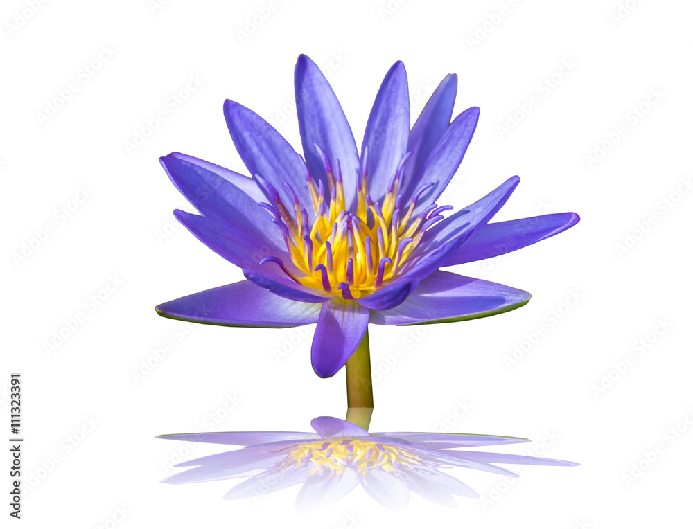 Naklejka premium lotus flower