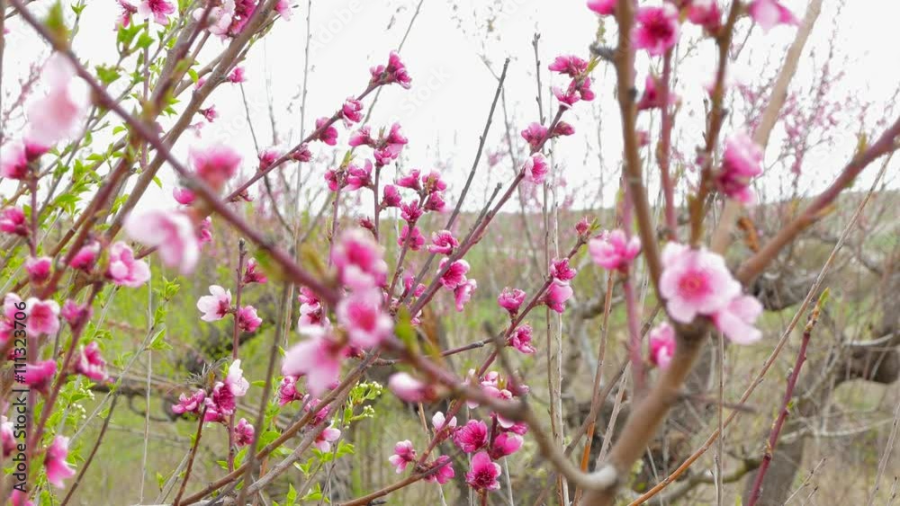 Branches Of Blooming Peach Trees In Springtime Branches Of Blooming Peach Trees In Springtime