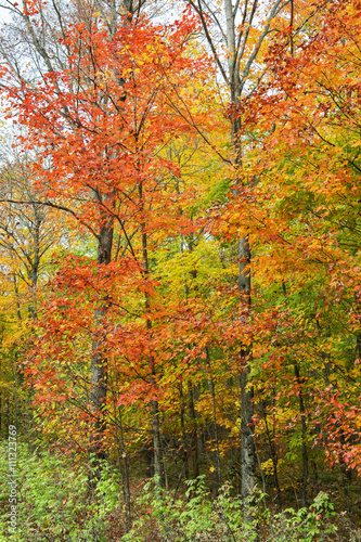 Beautiful Colorful Autumn Leaves © Dan Kosmayer