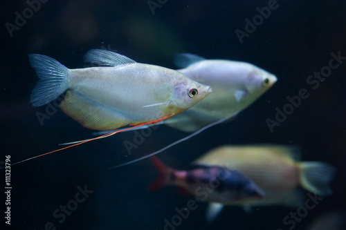 Obraz na płótnie Moonlight gourami (Trichopodus microlepis), also known as the mo w salonie