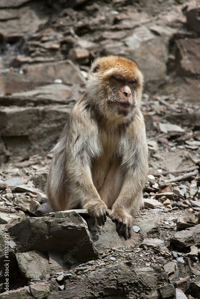 Barbary macaque (Macaca sylvanus), also known as the maggot.