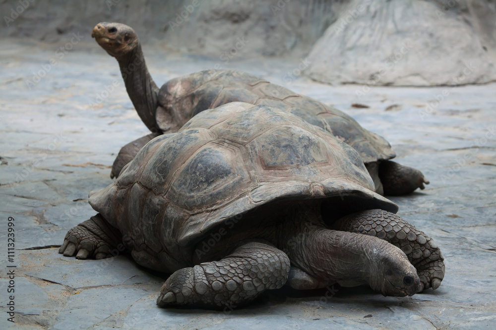 Fototapeta premium Santa Cruz Galapagos giant tortoise (Chelonoidis nigra porteri).