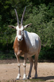 Scimitar oryx (Oryx dammah).
