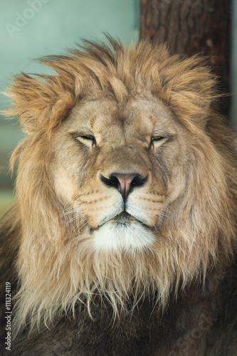 Lion (Panthera leo).