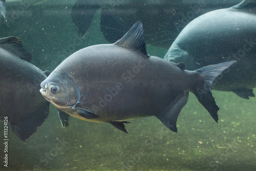 Tambaqui  Colossoma macropomum   also known as the giant pacu.