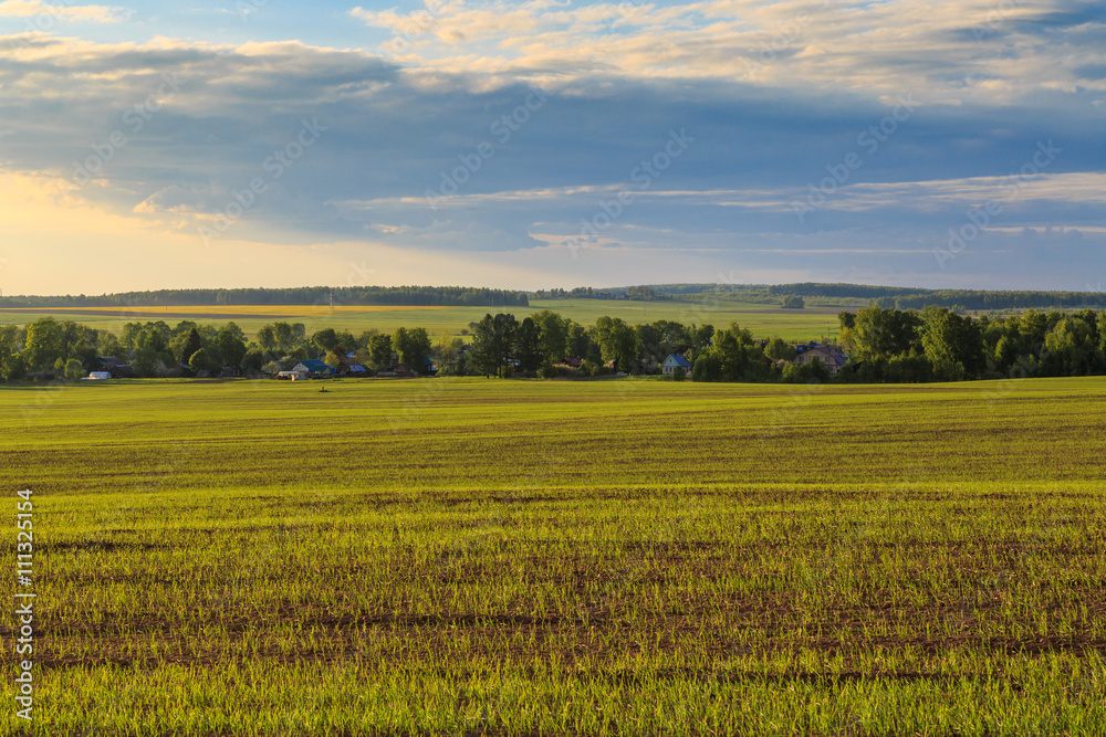 Весенний пейзаж, поле со всходами пшеницы, вдалеке видны дома, лес и другие поля