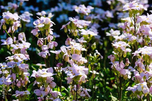 "White Aubrieta" flowers or Aubretia flowers (Aubrieta Deltoidea)