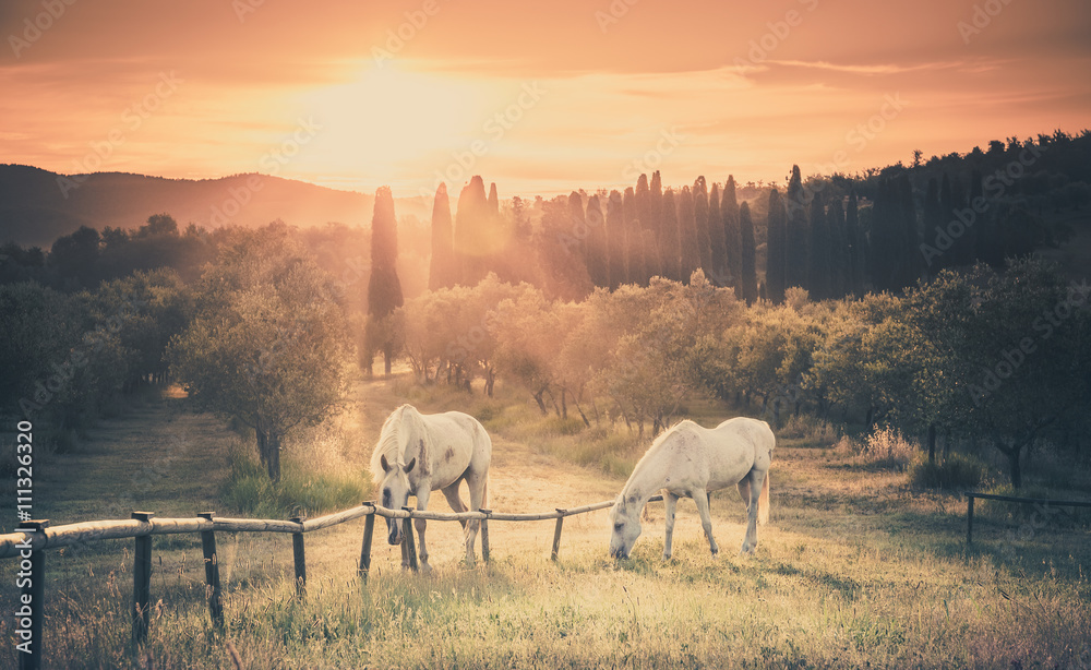Fototapeta premium Wild horses and tuscan sunrise