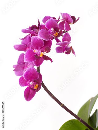 Fototapeta Naklejka Na Ścianę i Meble -  Orchid