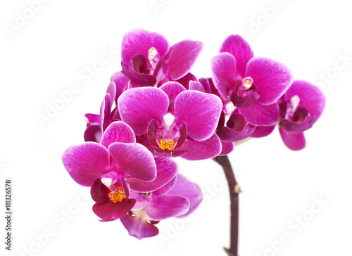 Orchid