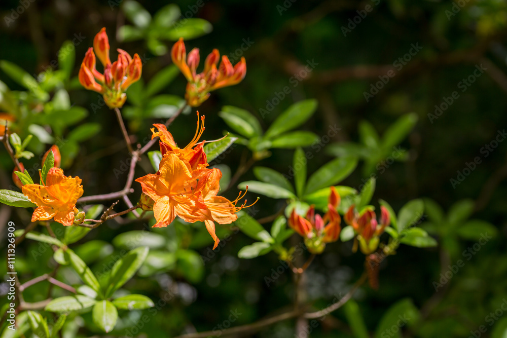 Fototapeta premium Blumen im botanischen Garten