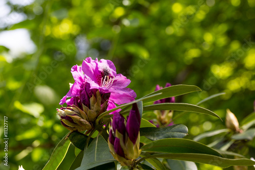 Blumen im botanischen Garten photo