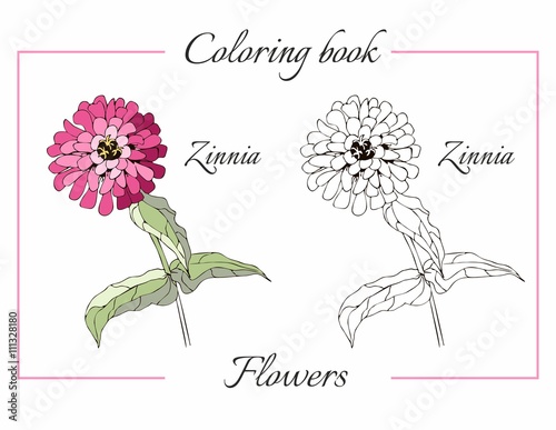Fotografi Coloring book with beautiful zinnia flower