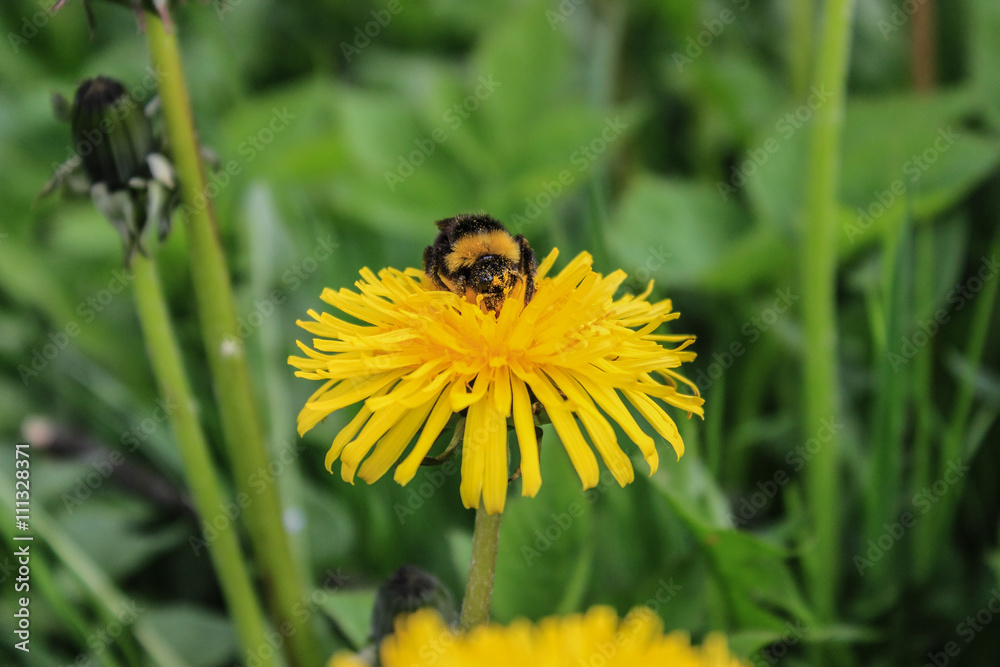 Hummel erntet Nektar auf einer Löwenzahnblüte Hummel erntet Nektar auf einer Löwenzahnblüte