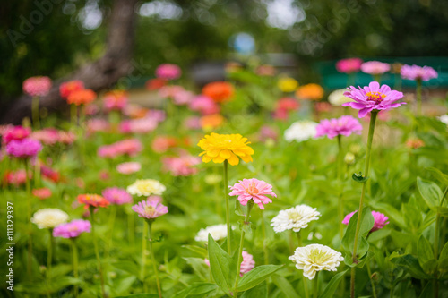Fototapeta Naklejka Na Ścianę i Meble -  Colorful zinnia flowers in the garden