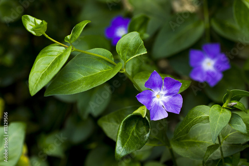 Pervinca