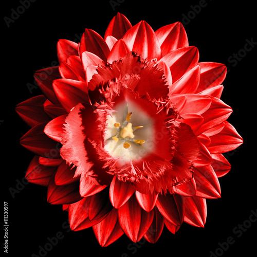 Surrealistic fantasy red flower macro isolated on black