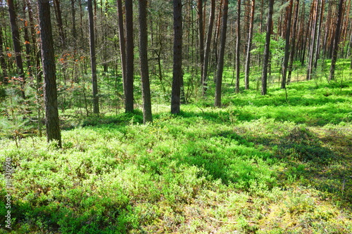 calm green forest landscape