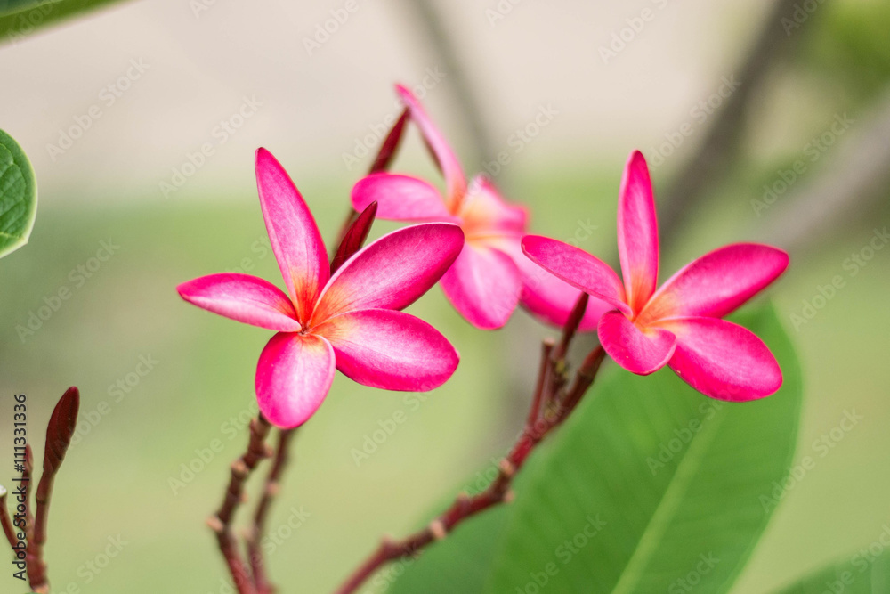 pink leelawadee flower on nature background