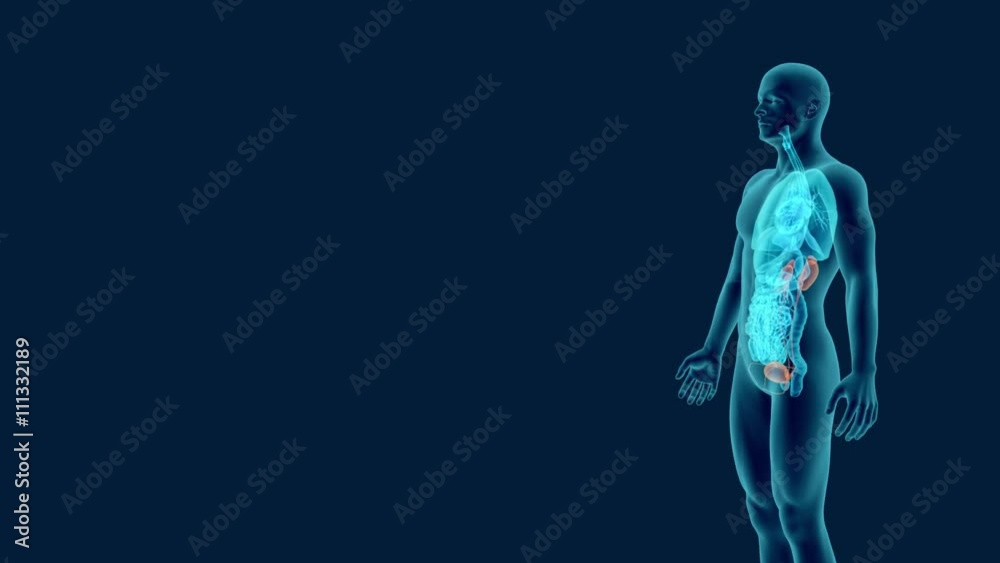 X-rays of human urinary system 3d animation X-rays of human urinary system 3d animation