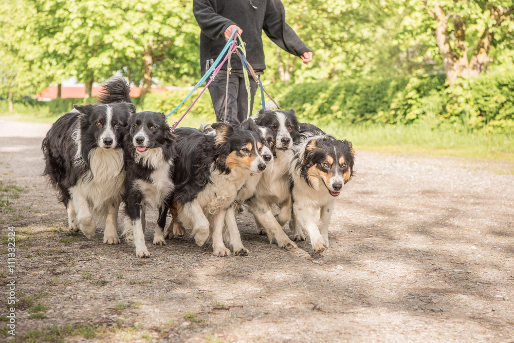 Frau geht mit einem Rudel Hunden stressfrei spazieren - Border Collies Frau geht mit einem Rudel Hunden stressfrei spazieren - Border Collies