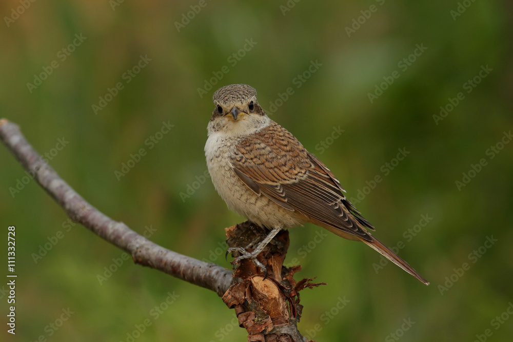 Fototapeta premium Сорокопут жулан.